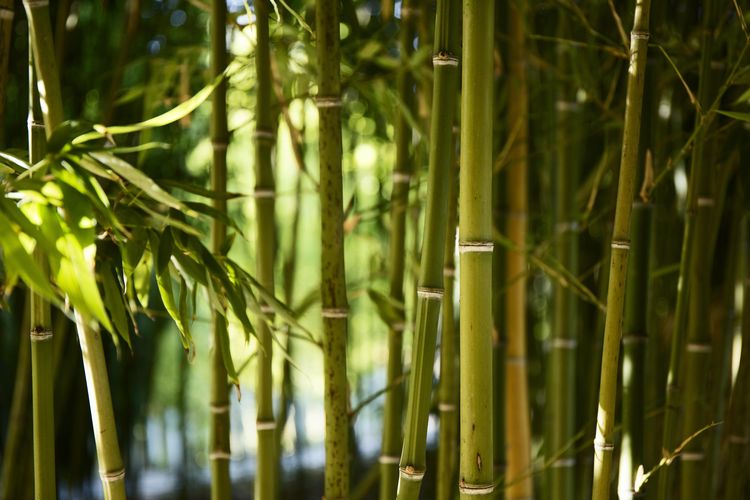 Tumbuhan Bambu Memberikan Banyak Kemudahan Bagi Manusia